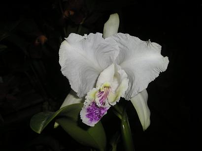 ���ƒ�̉ԂƎČ��E��