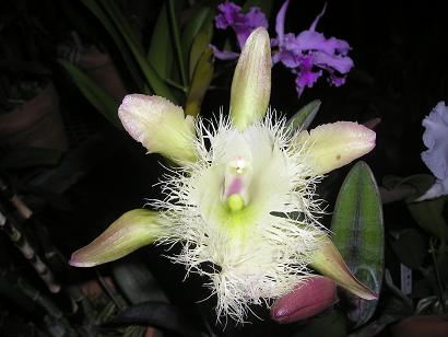 ���ƒ�̉ԂƎČ��E��