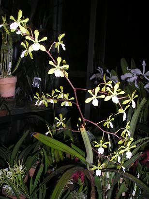 ���ƒ�̉ԂƎČ��E��