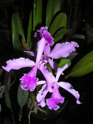 ���ƒ�̉ԂƎČ��E��