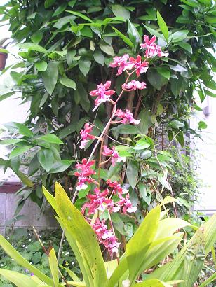 ���ƒ�̉ԂƎČ��E��