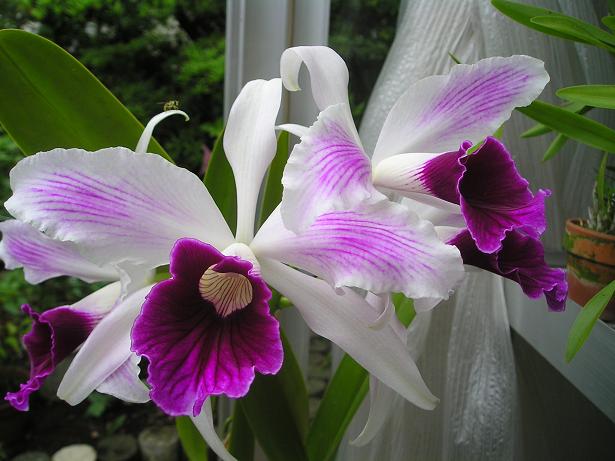 ���ƒ�̉ԂƎČ��E��