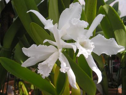 ���ƒ�̉ԂƎČ��E��