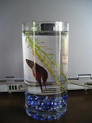 ���ƒ�̉ԂƎČ��E��