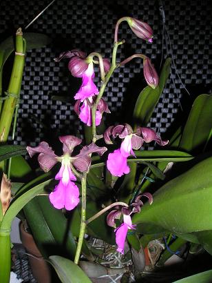 ���ƒ�̉ԂƎČ��E��