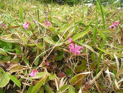 ���ƒ�̉ԂƎČ��E��