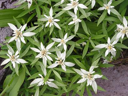 ���ƒ�̉ԂƎČ��E��