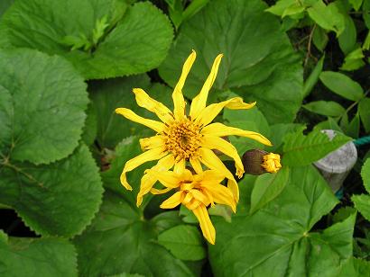 ���ƒ�̉ԂƎČ��E��