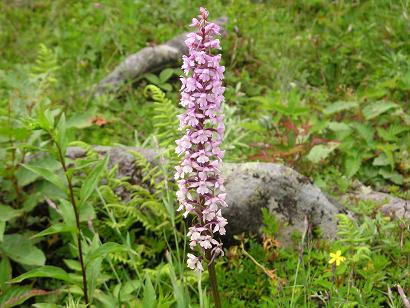 ���ƒ�̉ԂƎČ��E��