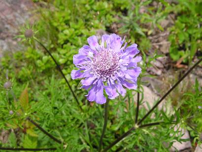 ���ƒ�̉ԂƎČ��E��