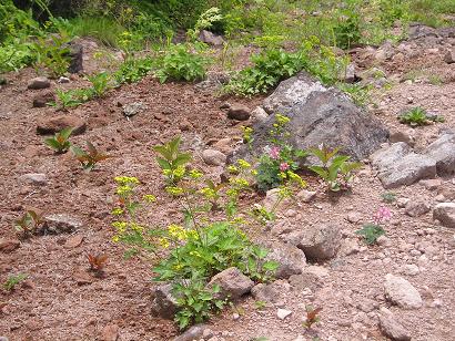 ���ƒ�̉ԂƎČ��E��