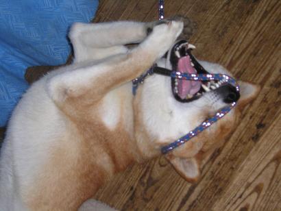 ���ƒ�̉ԂƎČ��E��