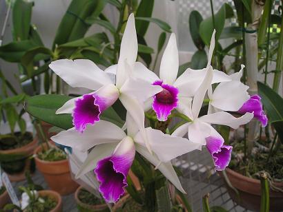 ���ƒ�̉ԂƎČ��E��