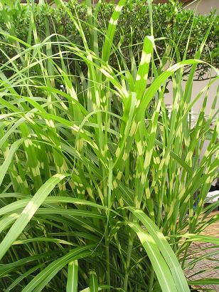 ���ƒ�̉ԂƎČ��E��