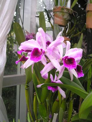 ���ƒ�̉ԂƎČ��E��