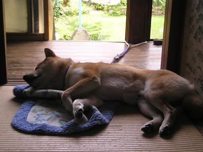 ���ƒ�̉ԂƎČ��E��