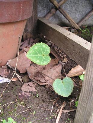 ���ƒ�̉ԂƎČ��E��