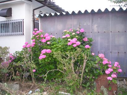 ���ƒ�̉ԂƎČ��E��