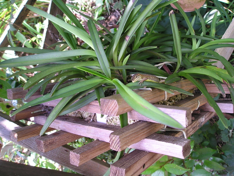 ���ƒ�̉ԂƎČ��E��