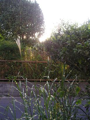 ���ƒ�̉ԂƎČ��E��