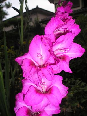 ���ƒ�̉ԂƎČ��E��