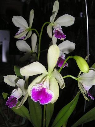 ���ƒ�̉ԂƎČ��E��