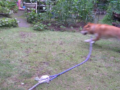 ���ƒ�̉ԂƎČ��E��