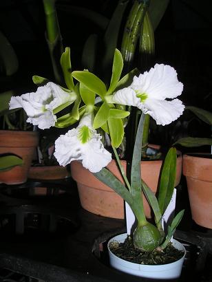 ���ƒ�̉ԂƎČ��E��