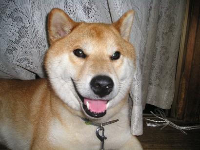 ���ƒ�̉ԂƎČ��E��