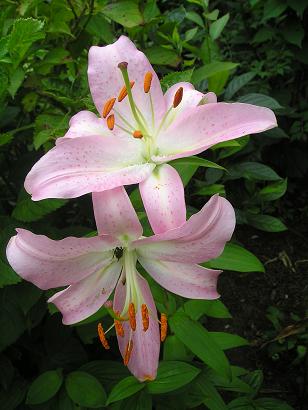 ���ƒ�̉ԂƎČ��E��