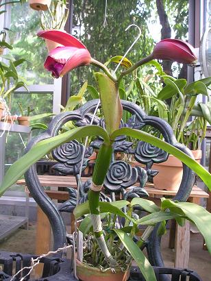 ���ƒ�̉ԂƎČ��E��