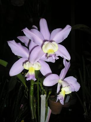 ���ƒ�̉ԂƎČ��E��