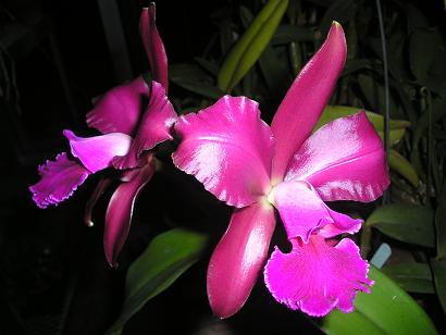 ���ƒ�̉ԂƎČ��E��