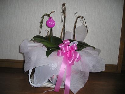 ���ƒ�̉ԂƎČ��E��