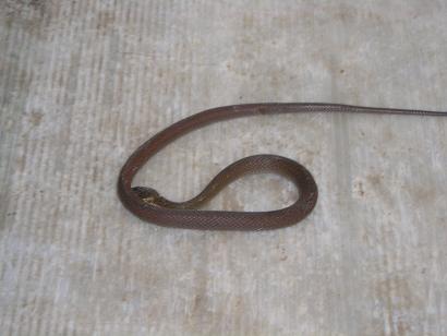 ���ƒ�̉ԂƎČ��E��