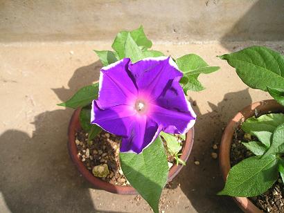 ���ƒ�̉ԂƎČ��E��