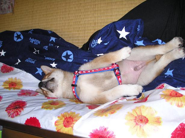 ���ƒ�̉ԂƎČ��E��