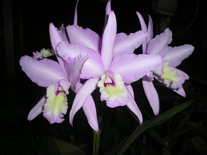 ���ƒ�̉ԂƎČ��E��