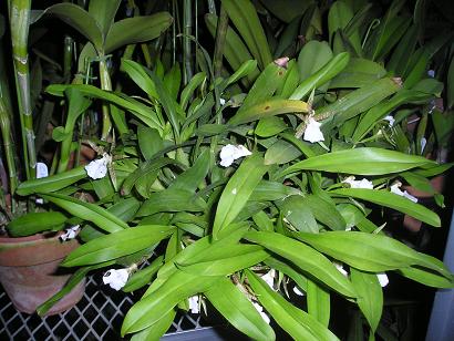 ���ƒ�̉ԂƎČ��E��