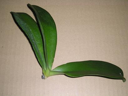 ���ƒ�̉ԂƎČ��E��