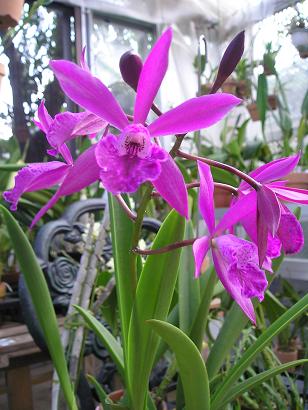 ���ƒ�̉ԂƎČ��E��