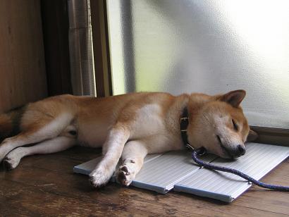 ���ƒ�̉ԂƎČ��E��