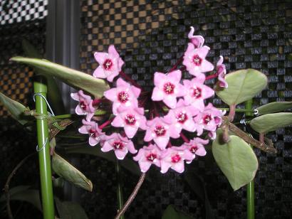 ���ƒ�̉ԂƎČ��E��