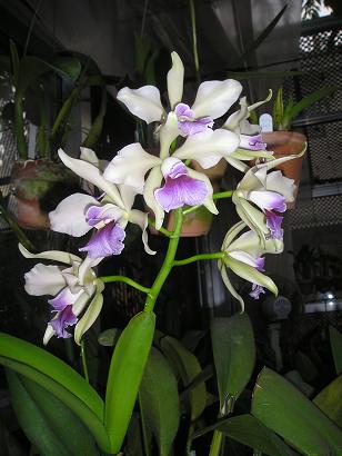 ���ƒ�̉ԂƎČ��E��