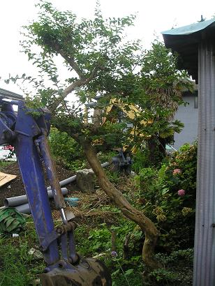 ���ƒ�̉ԂƎČ��E��