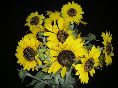 ���ƒ�̉ԂƎČ��E��