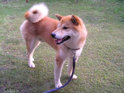 ���ƒ�̉ԂƎČ��E��