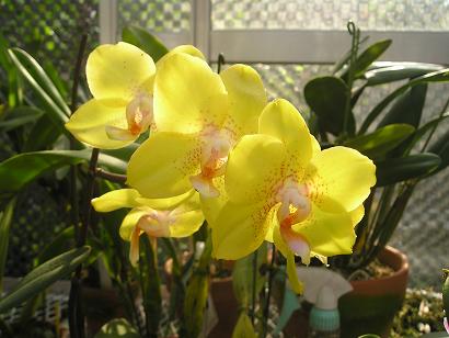 ���ƒ�̉ԂƎČ��E��