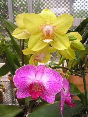 ���ƒ�̉ԂƎČ��E��