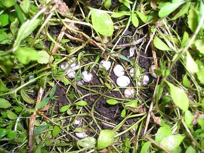 ���ƒ�̉ԂƎČ��E��